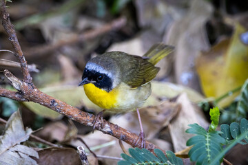 Captivating Close-Up of Foraging Male Common Yellowthroat