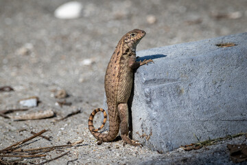 Unique Northern Curly-Tailed Lizard's Vertical Stance