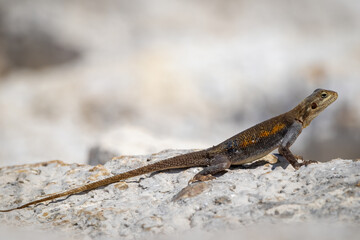 Vibrant Female West African Rainbow Lizard on a Rock