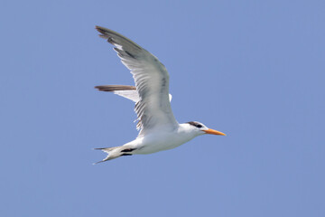 Graceful Royal Tern Soaring in a Blue Sky