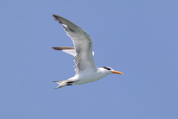 Fototapeta na wymiar Graceful Royal Tern Soaring in a Blue Sky