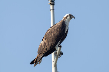 Majestic Osprey Displaying Its Formidable Talons