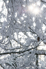 Sunburst peeking through snow ladened trees