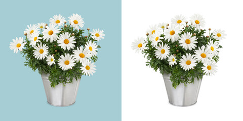 Daisies Blooming plant in a metal vintage bucket . Front view of daisy pot isolated on white background. Spring, gardening and flowers gift concept or florist shop