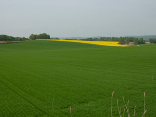 Obraz premium 安平町の菜の花畑（北海道勇払郡安平町）