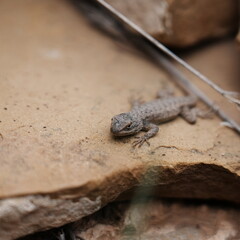 desert lizard on a stone 