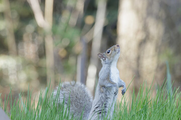 Eastern Gray Squirrel, Sciurus carolinensis, stretching up, sniffing bird seed