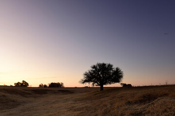 Flowered field in the Pampas Plain, La Pampa Province, Patagonia, Argentina.