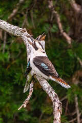 Alcedo gigantea two Australian Kookaburras seen in wild outdoor environment during spring time with rainforest, blurred background.