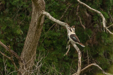 Alcedo gigantea two Australian Kookaburras seen in wild outdoor environment during spring time with rainforest, blurred background.