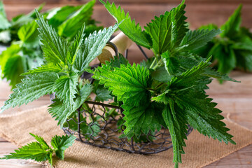 Young nettle leaves. Fresh organic nettle leaves. Stinging nettle leaves. Common nettle....