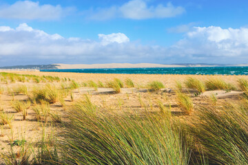 Selective focus on wild gress. Landscape of grass and sand dunes on wild beach