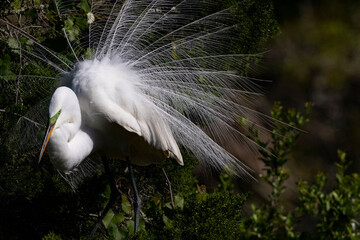Beautiful courtship plumage of Great Egret in Florida rookery