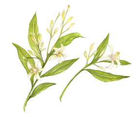 Watercolor illustration of avocado flowers and leaves, isolated