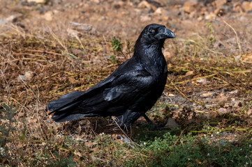 Common raven, corvus corax, amongst the arid landscape near Betamcuria, Fuerteventura, Canary Islands