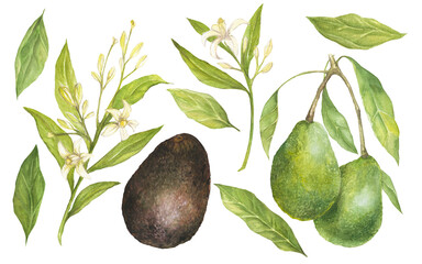 Watercolor illustration of avocado flowers and leaves set, isolated