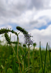 flower, grass and blue sky