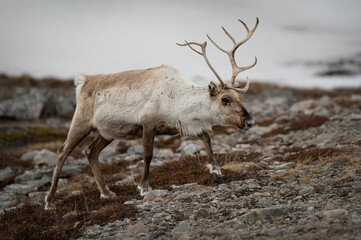 The reindeer in the wild
