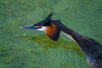The sublime beauty of the great crested grebes ((Podiceps cristatus) on the waters of the Upper...
