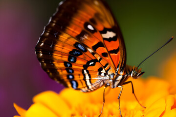 Romantic natural floral background with a butterfly on flower with bokeh, close-up macro.