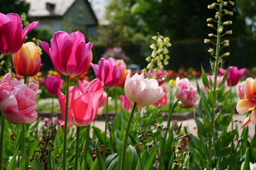 Les belles tulipes en printemps  