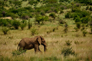 Fototapeta na wymiar Male African Elephants 
