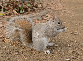 Squirrel with fluffy rufous tail. New York City