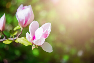 magnolia tree blossom in springtime. tender pink flowers bathing in sunlight. warm april weather