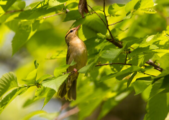 worm-eating warbler on branch