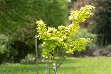 nature flower green outdoor garden backyard 