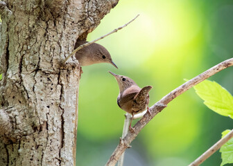 wrens building nest