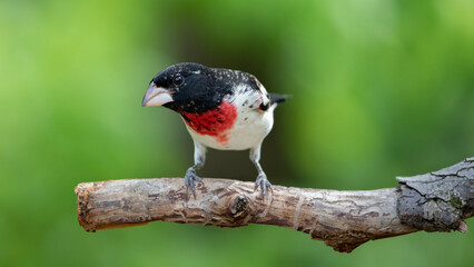 rose breasted grosbeak