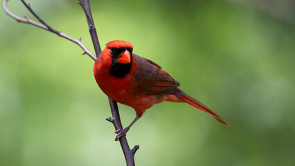 male cardinal on branch