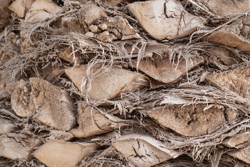 Nahaufnahme Palmenstamm ausgetrocknet