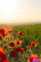 Obraz premium Flores en primavera