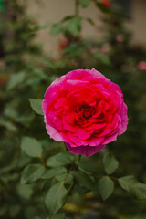 rose flower in the garden