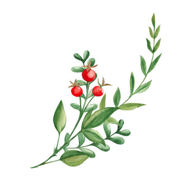 Watercolor summer bouquet, corner composition of green branches and red berries. Botanical hand drawn illustration isolated on white backgropund. Can be used for greeting cards, invitations, floral