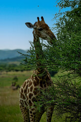 giraffe in the wild