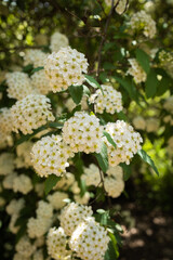 plants in the botanical garden