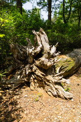 plants in the botanical garden