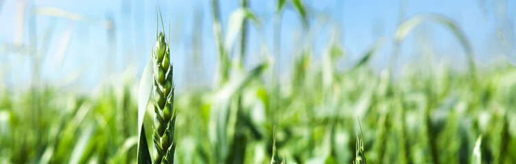 Ears of green wheat, close-up, against the blue sky. Rich harvest idea, harvest time concept.