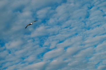 seagull in flight