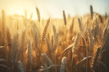 Wheat field. Harvest concept. Golden ripe wheat field. Farmland.