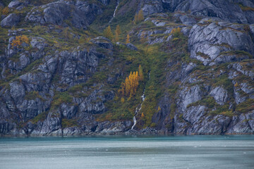 Trees in orange Fall colors on the side of a mountain in Alaska