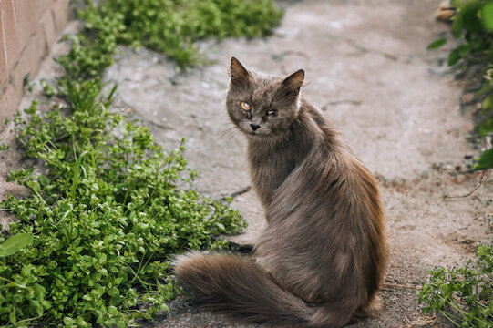 A gray fluffy cat is disabled, with damage, eye disease, a blind animal sits in nature outdoors. Portrait, close-up photography of a pet.