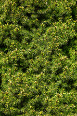 Fototapeta premium Background, texture of a beautiful coniferous green tree, a bush of conica. Photo of nature, plant close-up in the garden.