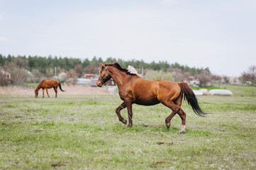 Obraz premium A beautiful young fast brown horse runs in a meadow with green grass in a pasture, nature. Animal photography, portrait.