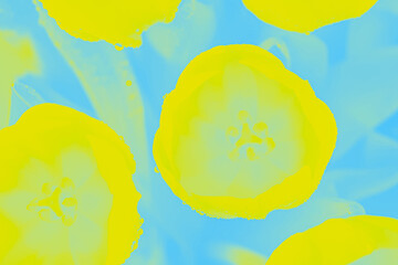 Vivid yellow lemon color flowers tulips on a blue background