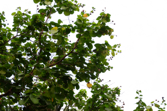 leaves on white background, di cut