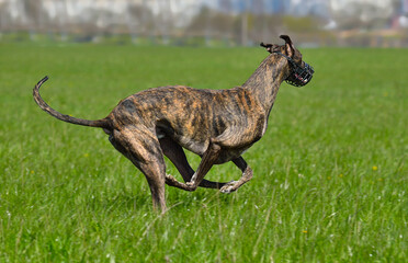 Greyhound racing in lure coursing